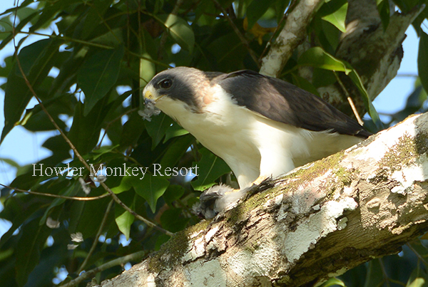 White Tailed Hawk